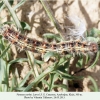 vanessa cardui pyatigorsk larva5 7